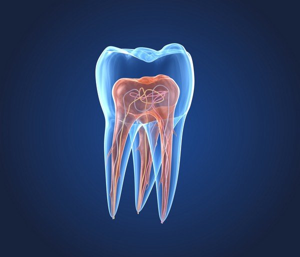 endodonzia immagine della cavità pulpare